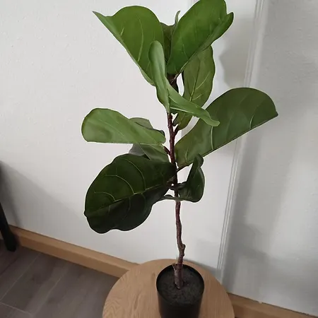 Big, Cozy And 24 H Check In Διαμέρισμα *